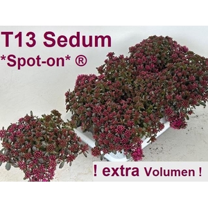 SEDUM SPU SPOT D ROS