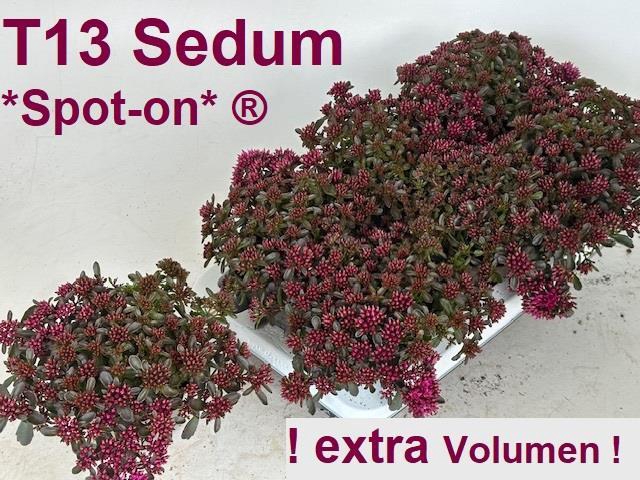 SEDUM SPU SPOT D ROS