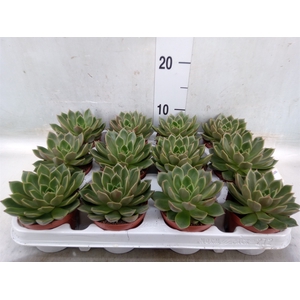 Echeveria   ...not flowering