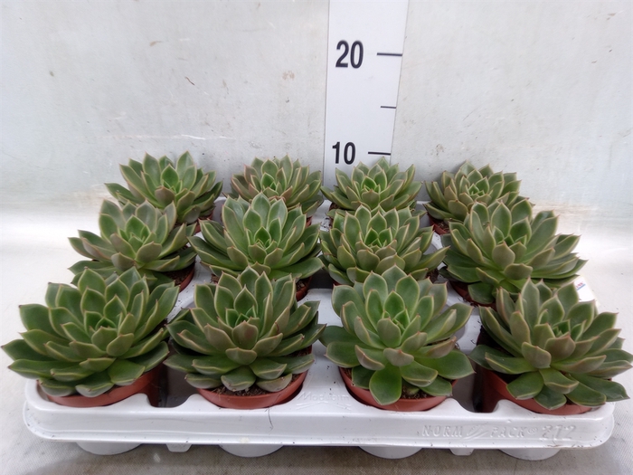 <h4>Echeveria   ...not flowering</h4>