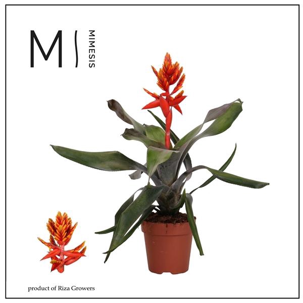 <h4>Aechmea Pepita Elegant Flames - 12cm | Mimesis</h4>