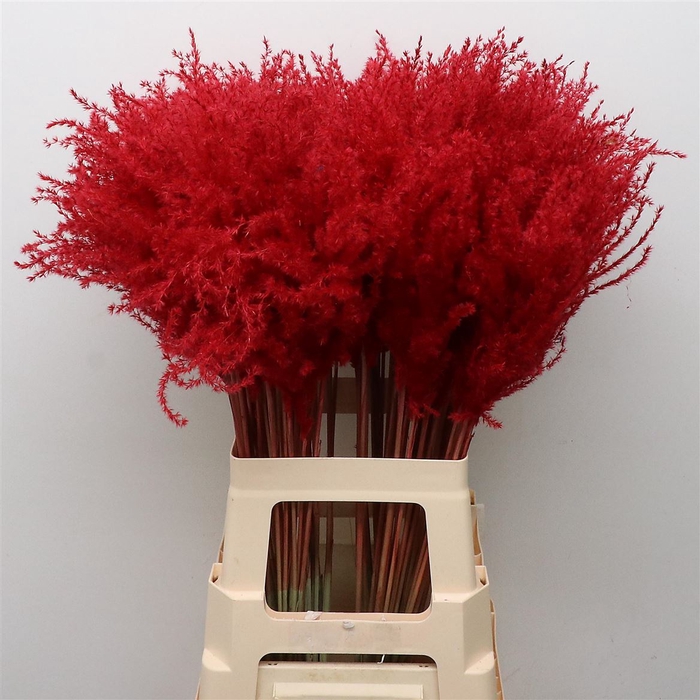 <h4>DRIED STIPA FEATHER RED</h4>