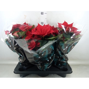 Euphorbia pulc. 'Christ Feel'