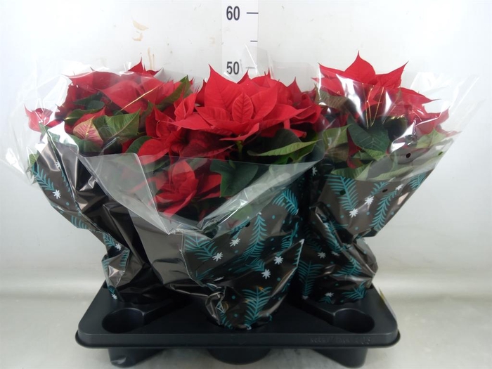 <h4>Euphorbia pulc. 'Christ Feel'</h4>