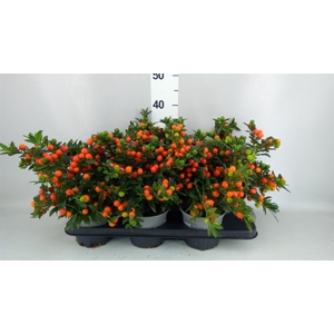 Solanum pseudocapsicum 'Bartoli'
