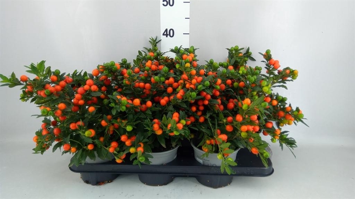 <h4>Solanum pseudocapsicum 'Bartoli'</h4>