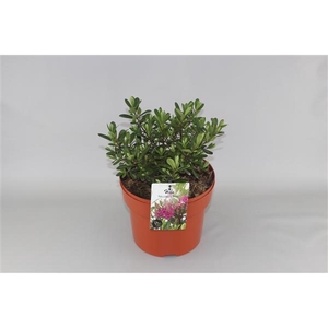 Hebe 'Nicola's Blush' C10