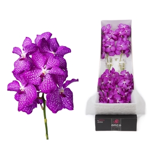 Vanda 8 tak pink magic