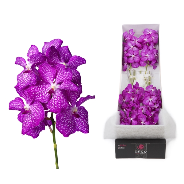 <h4>Vanda 8 tak pink magic</h4>