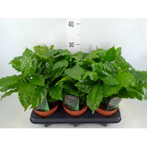 Coffea arabica
