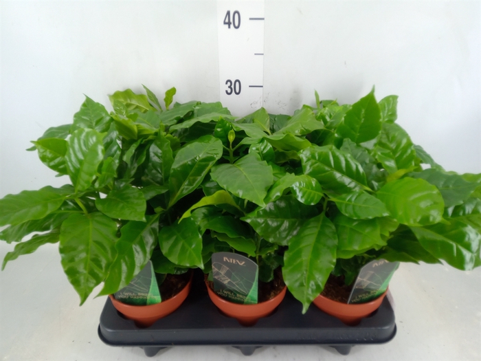 <h4>Coffea arabica</h4>