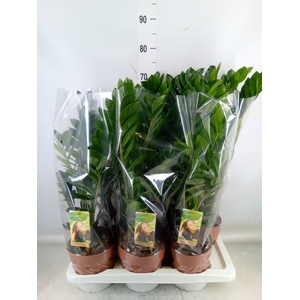 Zamioculcas zamiifolia