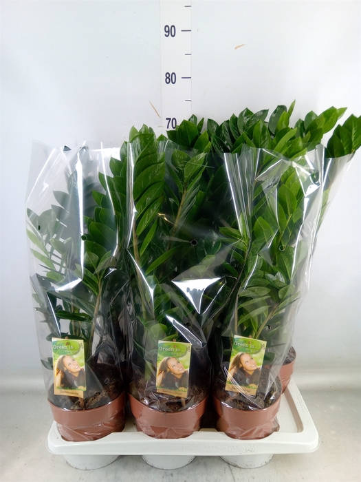 <h4>Zamioculcas zamiifolia</h4>