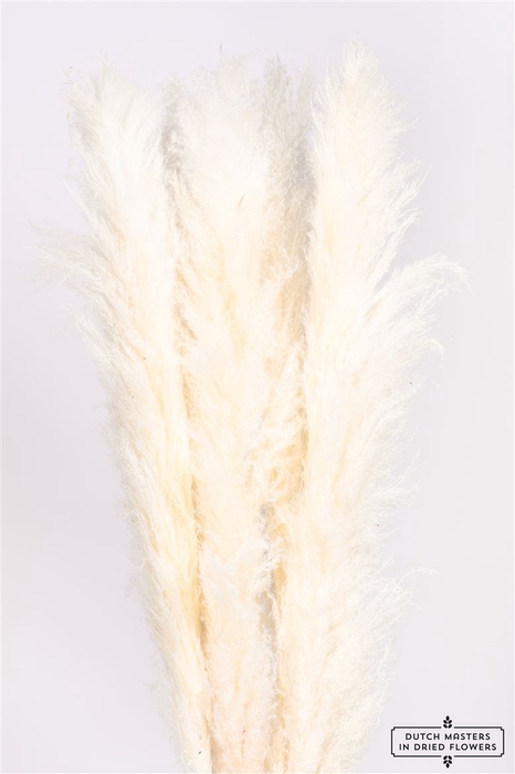 <h4>Dried Cortaderia Lao Grass Bleached 120cm P Stem</h4>