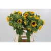 Helianthus Orange Fire