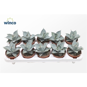 Agave Dragionis