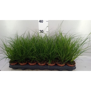 Carex brunnea