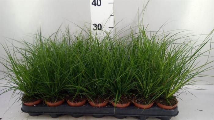 <h4>Carex brunnea</h4>