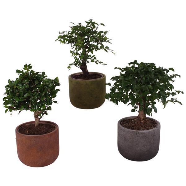 <h4>Bonsai Indoor Mix Ø12cm Ball Shape in Ø15cm Ceramic NT467</h4>