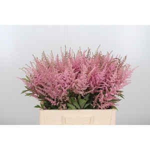 Astilbe Erika Roze