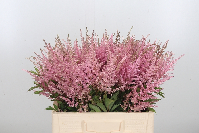 <h4>Astilbe Erika Roze</h4>