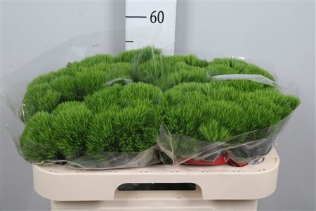 <h4>Di Barb Green Wicky</h4>