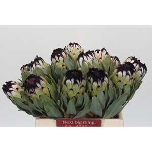 PROTEA MAG NIOBE