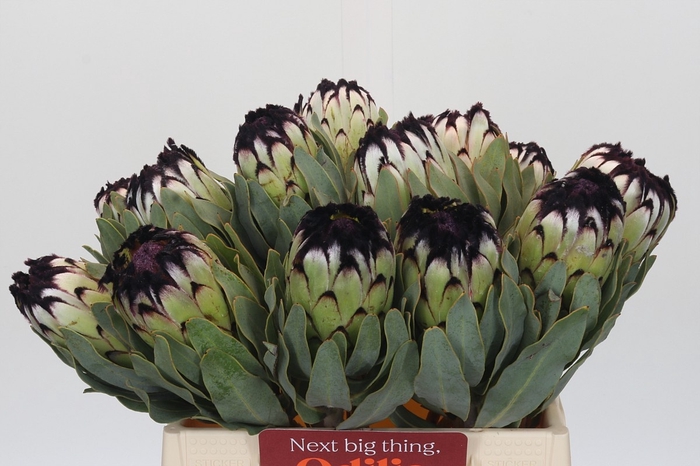 <h4>PROTEA MAG NIOBE</h4>