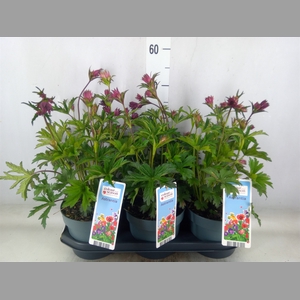 Astrantia major