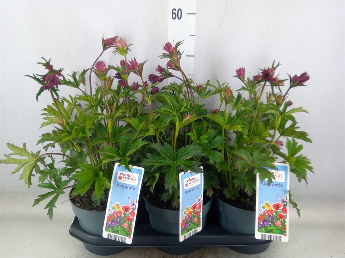 <h4>Astrantia major</h4>