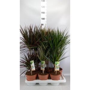 Dracaena   ...mix