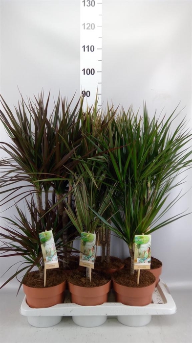 <h4>Dracaena   ...mix</h4>