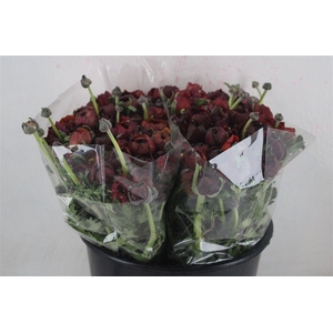 Ran Elegance Chocolade