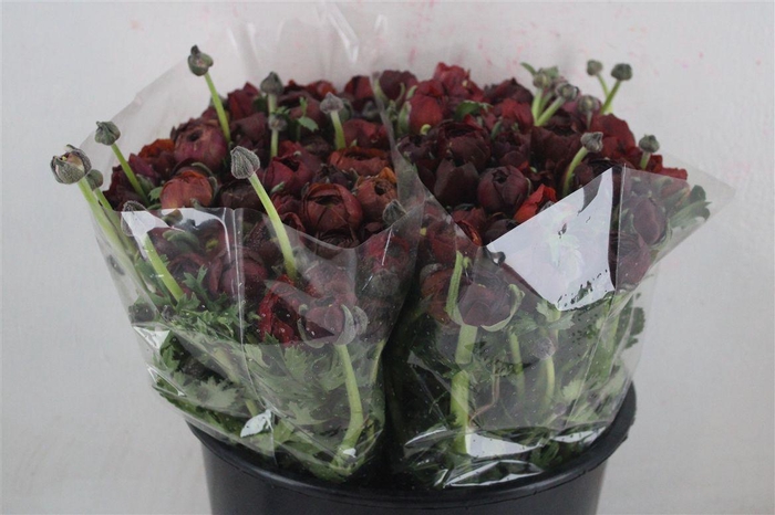 <h4>Ran Elegance Chocolade</h4>