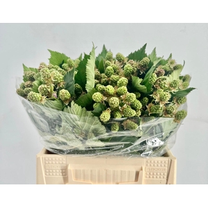Rubus (Braam) Green