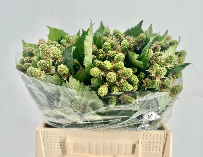 <h4>Rubus (Braam) Green</h4>