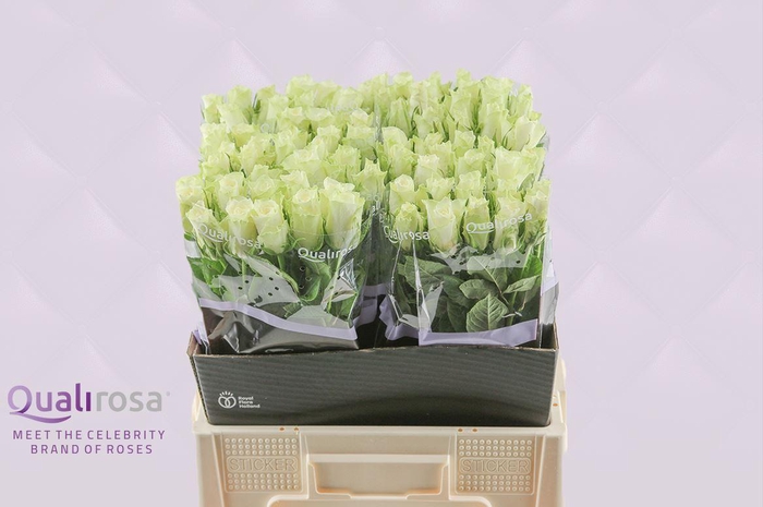 <h4>R Gr Athena</h4>