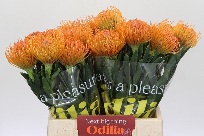 <h4>LEUCO AYOBA PEACH</h4>