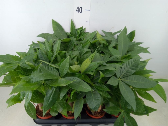 <h4>Pachira aquatica</h4>