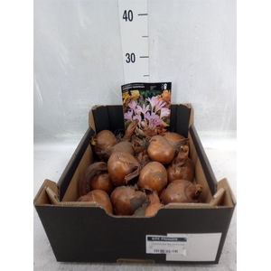 Flowerbulbs, corns or tubers   ...