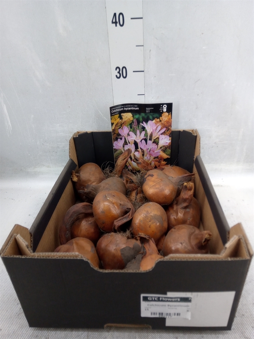 <h4>Flowerbulbs, corns or tubers   ...</h4>