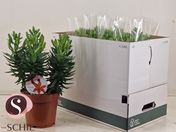 <h4>LIL AS ORANGE MATRIX</h4>