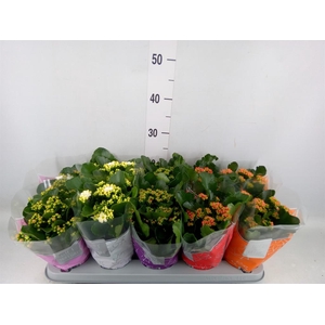 Kalanchoe blos. 'Perfecta'  ..mix 5