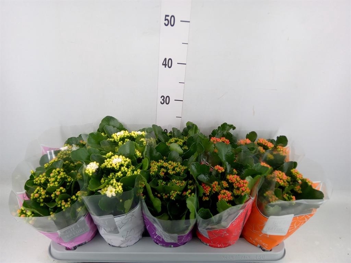 <h4>Kalanchoe blos. 'Perfecta'  ..mix 5</h4>