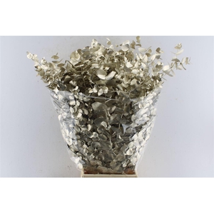 Euca Cinerea Metal Platinum
