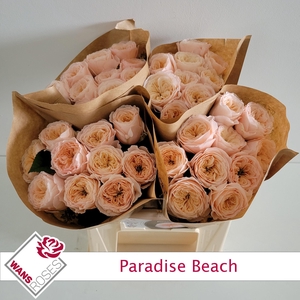 R KL PARADISE BEACH