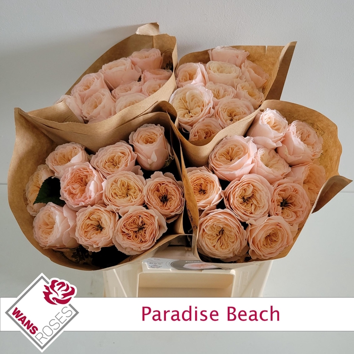 <h4>R KL PARADISE BEACH</h4>