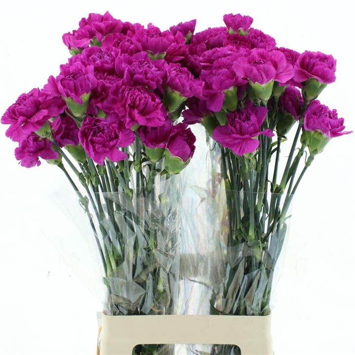 <h4>Di St Col Tiepolo</h4>