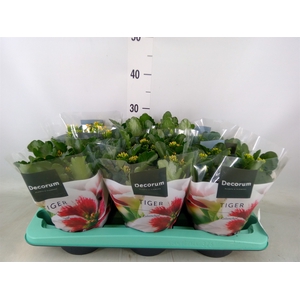 Kalanchoe blos. 'Tiger Single' .mix