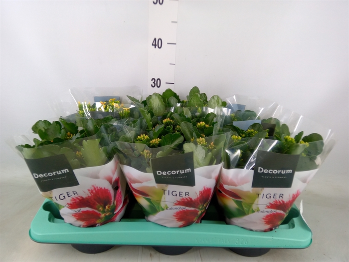 <h4>Kalanchoe blos. 'Tiger Single' .mix</h4>